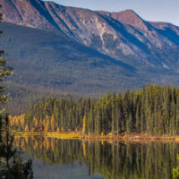 boreal-forest
