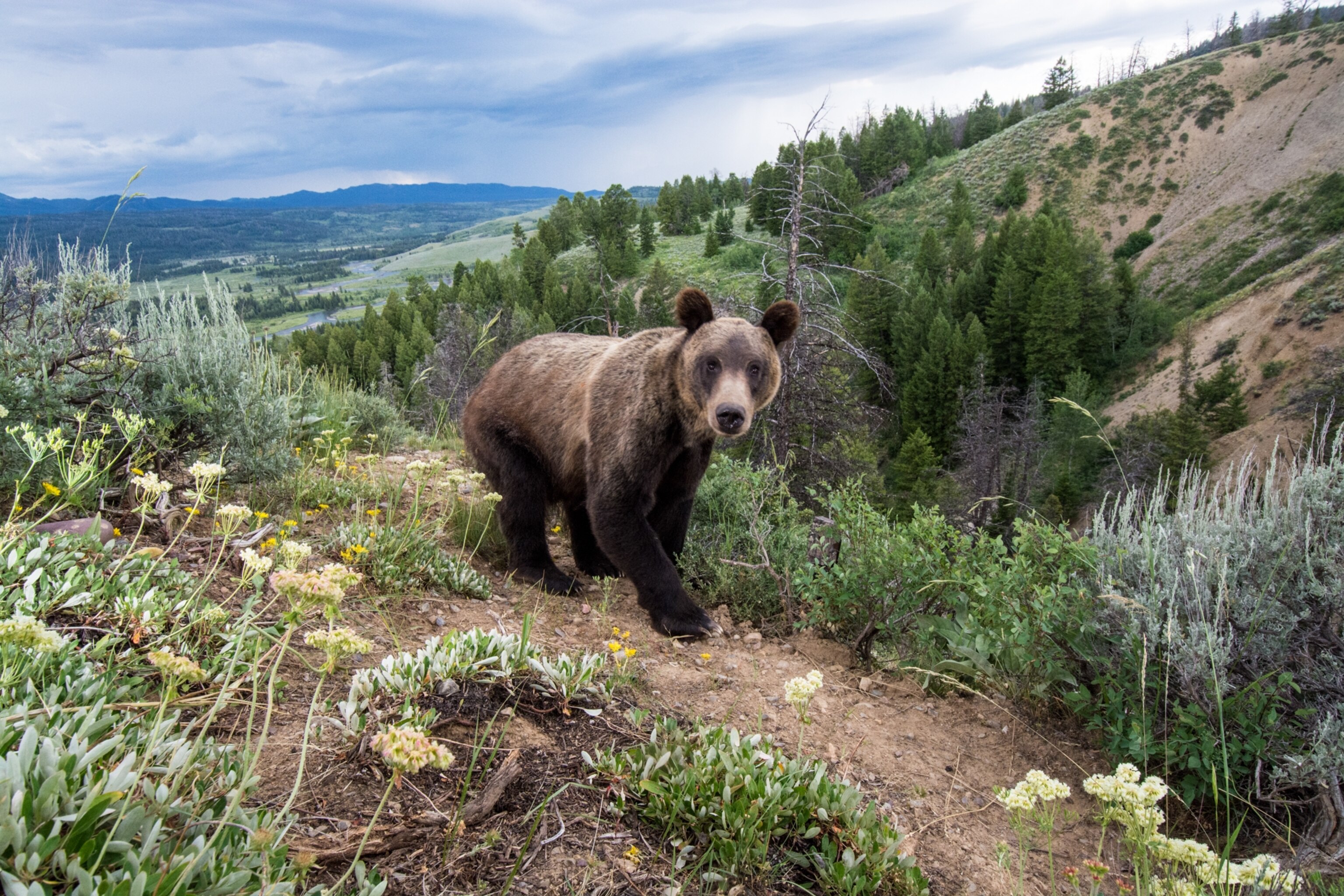 1761950614_6_04-grizzly-bear-bridger-teton_3x2.jpg