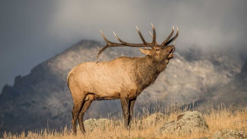 1761950263_4_elk-bugling-scaled-e1703774022435.jpg