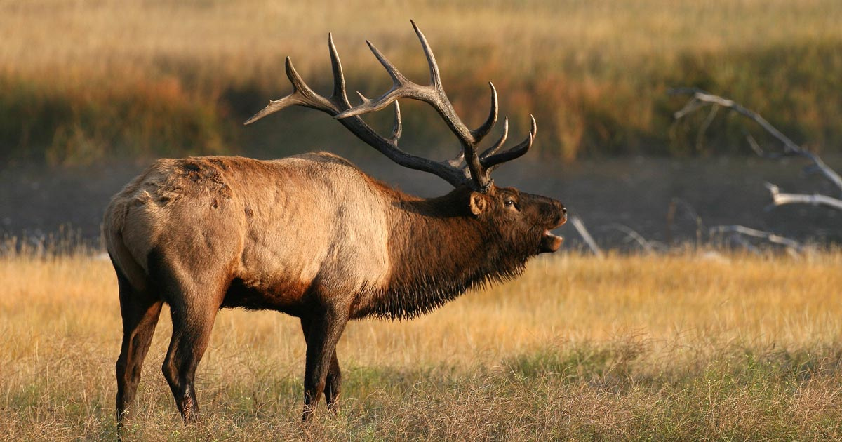 1761950344_3_elk-yellowstone-shutterstock.jpg