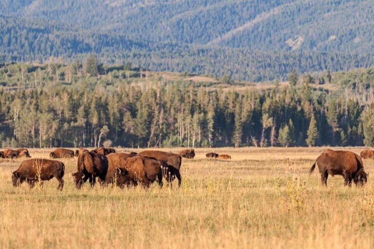 1762192243_4_9-montana-wildlife-refuges-the-national-bison-range-768x512.jpg