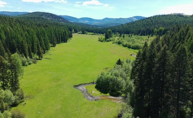 Hawks at Onion Creek