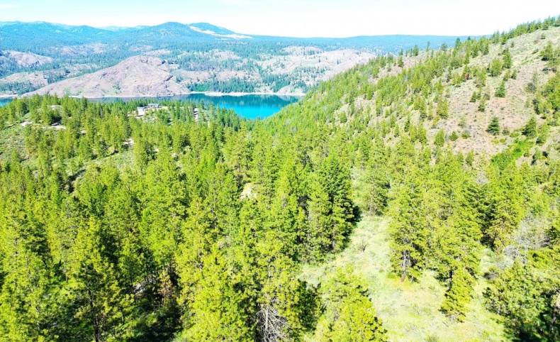 Porcupine in the timbers