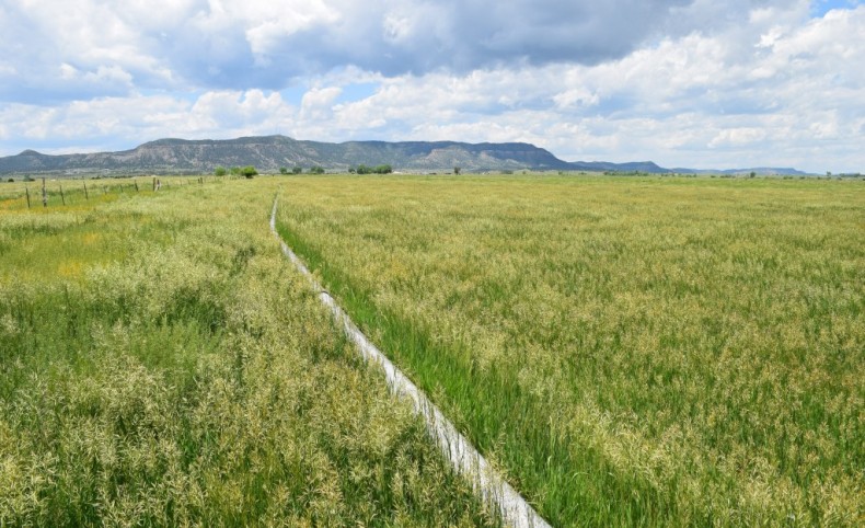 Davis Irrigated Farm