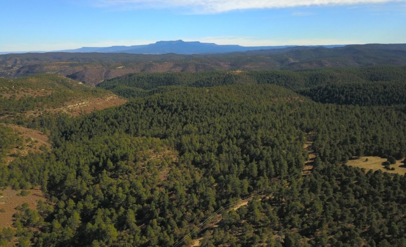 Ponderosa Trail Escape