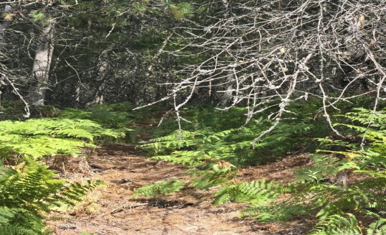 Section C 51833 Silver Valley Road