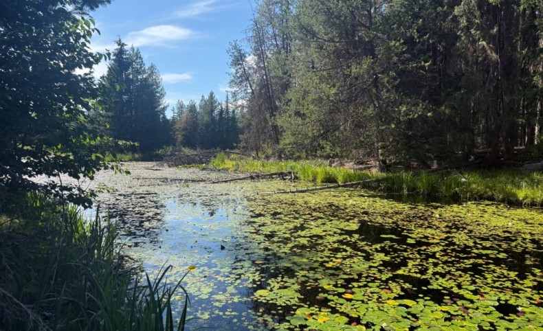 Huckleberries at Heritage Lake