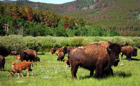 Bison Ranching Continues to Grow in Popularity in the U.S.