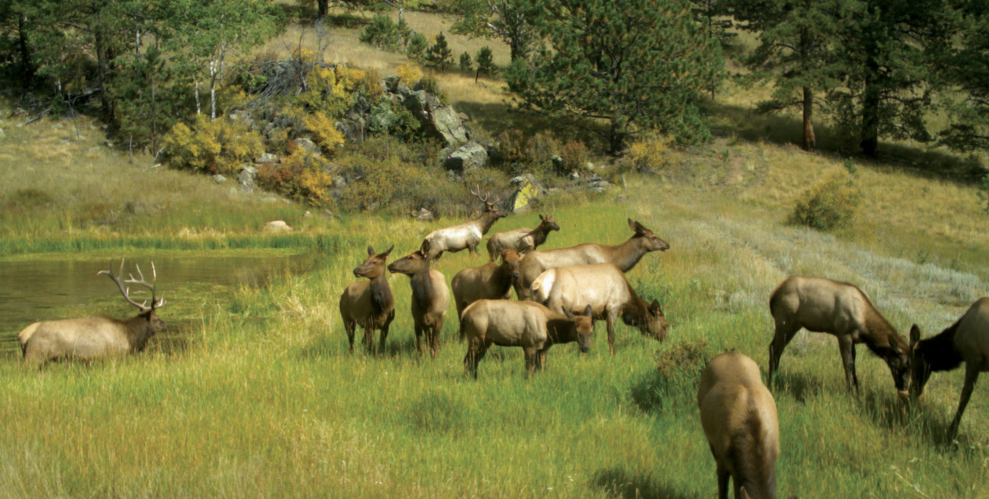 Elk Distribution in the United States