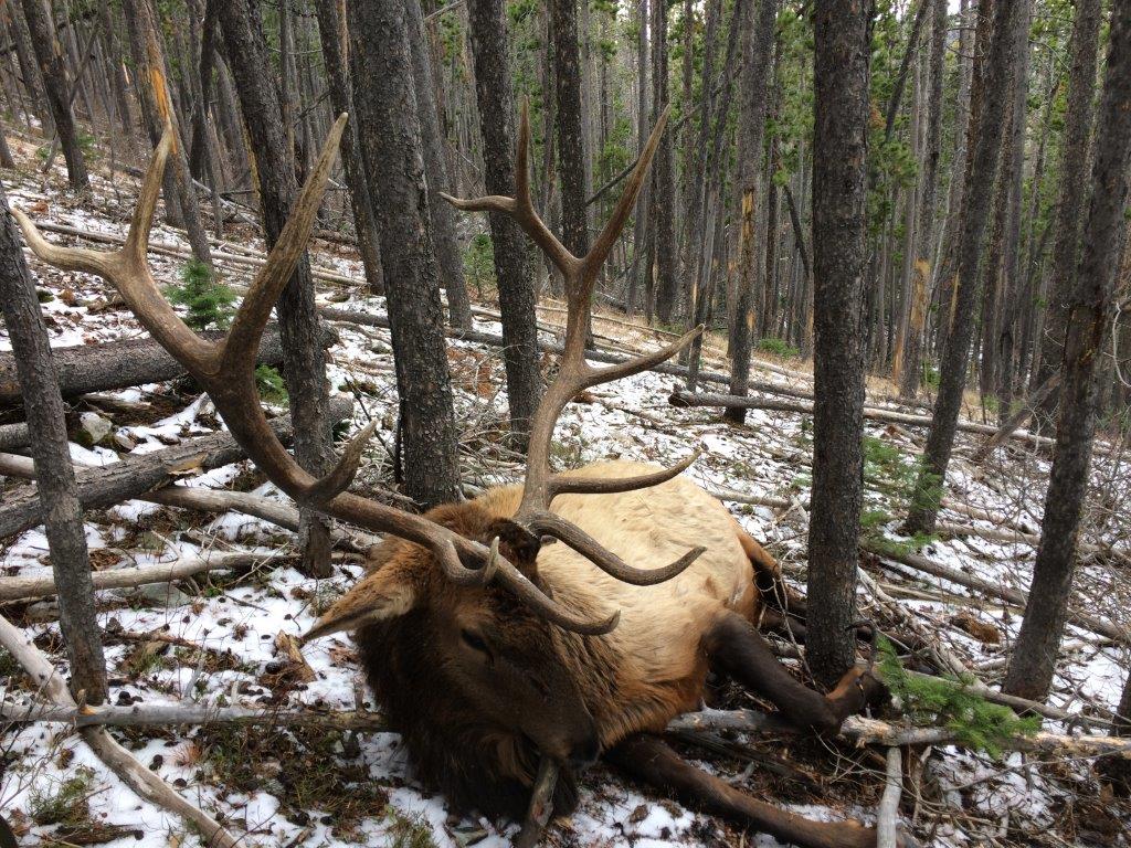 prime_elk_property