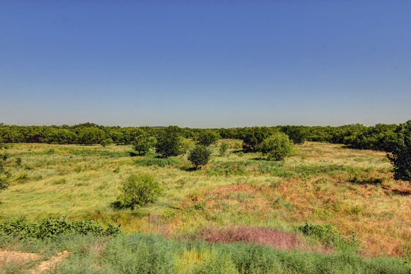 Flora and Fauna of the Lone Star State