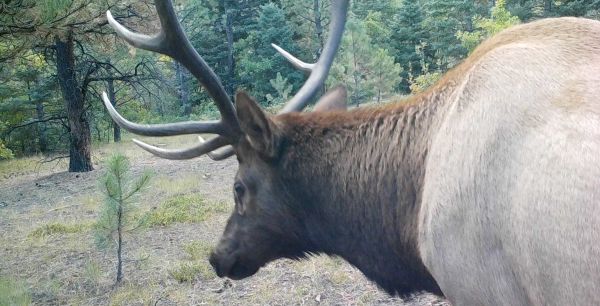 Conservation Partner: RMEF