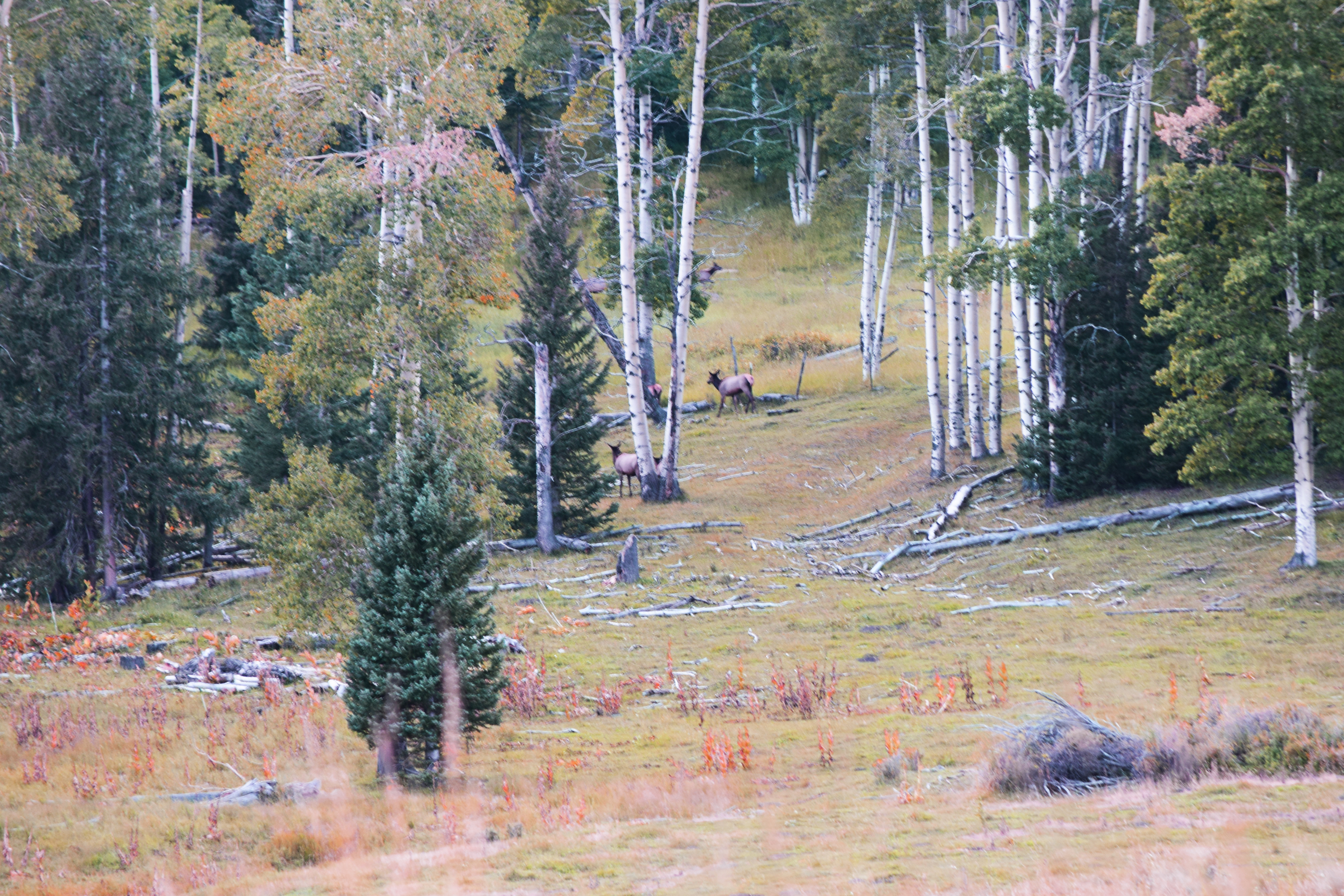 colorado_elk