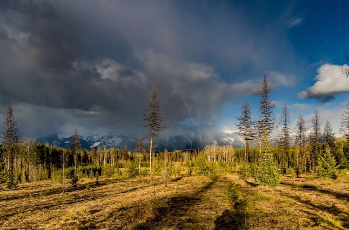 listing-5b3a53ac6fc17-CougarRunParcel5--3.jpg