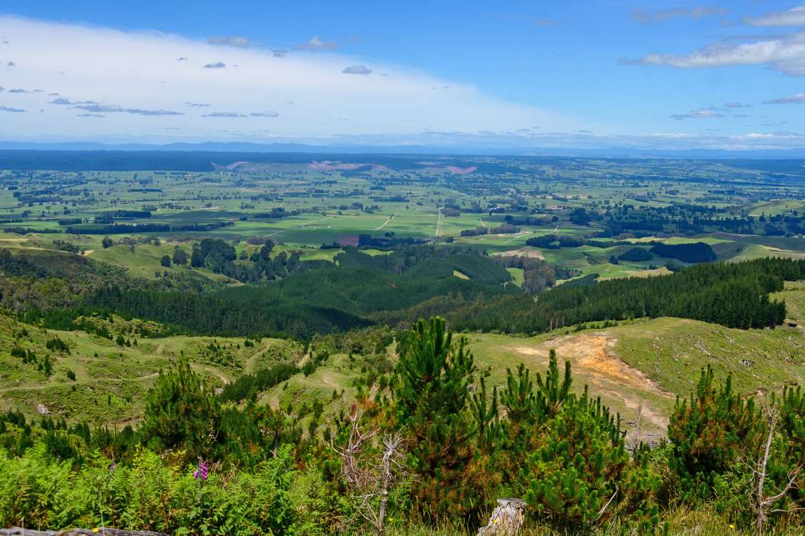 listing-5df984b8453b5-001-015_Open2view_ID469430-Reporoa_Hunting_Block_Forad.jpg