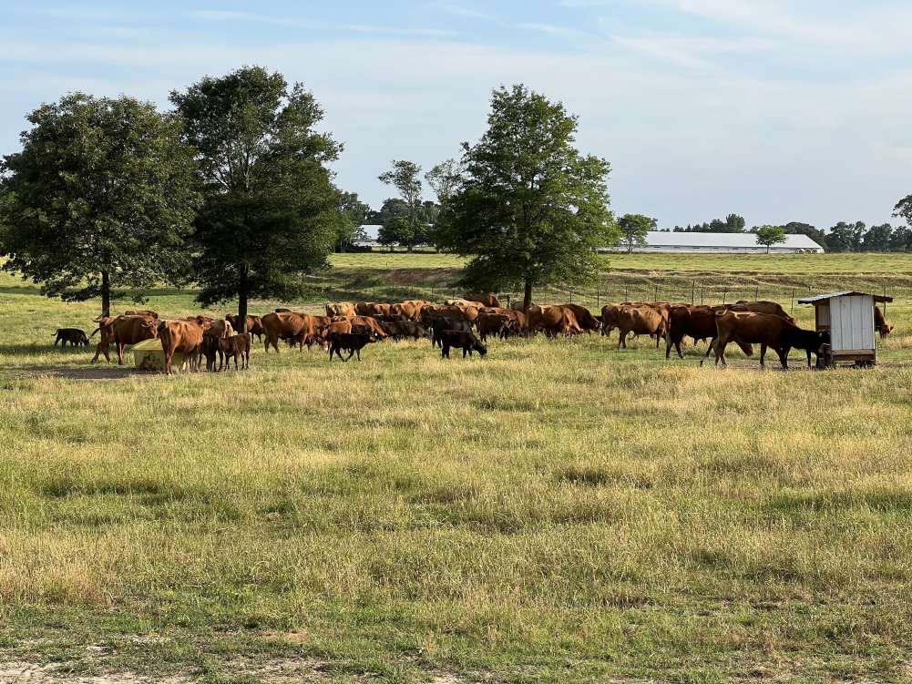 listing-64eb5dc525706-cattle.jpg