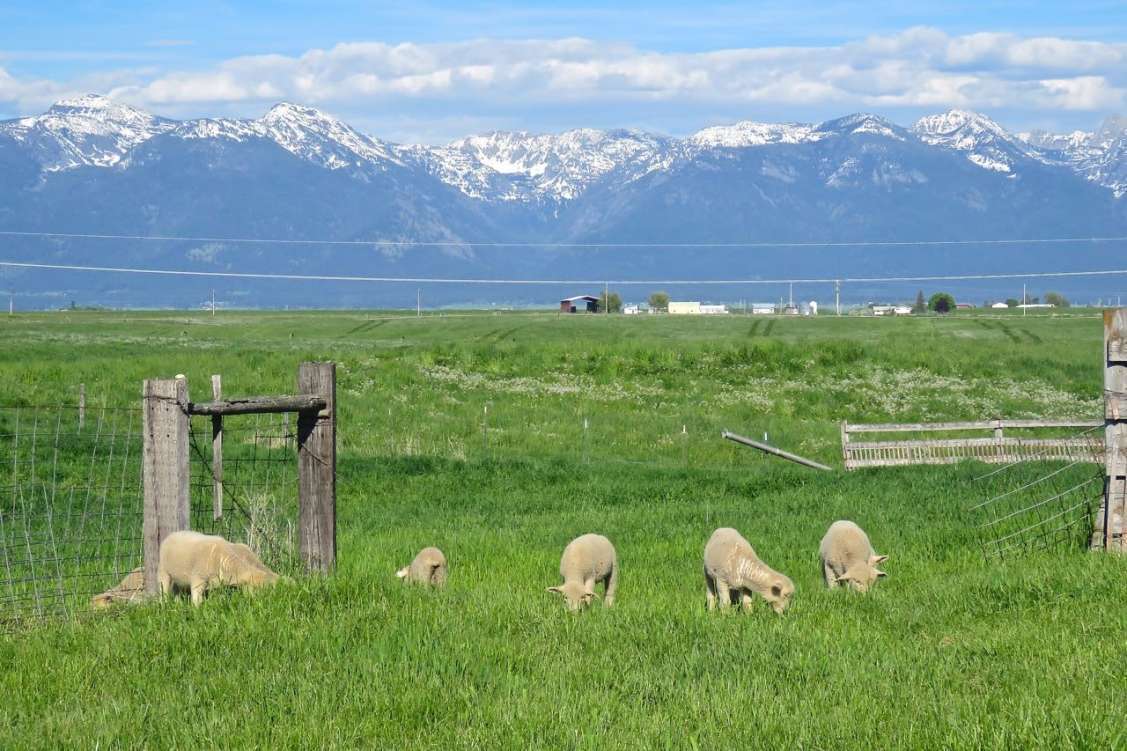 Wayne-Ronansheepfarm07.jpg