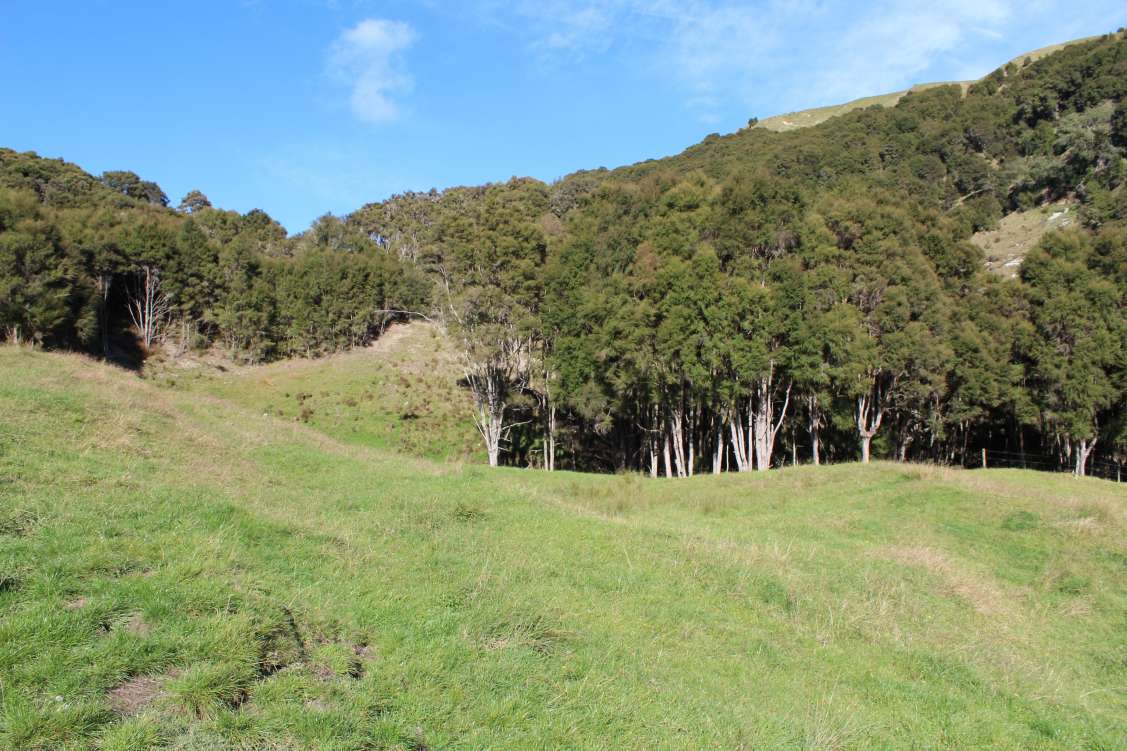 New Zealand, AgriculturalVacant Land For Sale