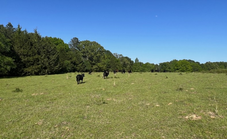 Texas North Cattle Ranch