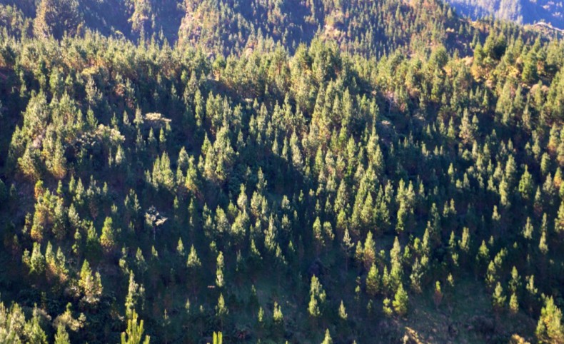 Mangahoe Carbon Farm