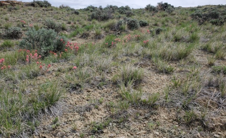 Western Heartlands WH-87