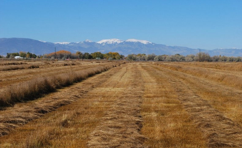 Premier Farms - Irrigated 150