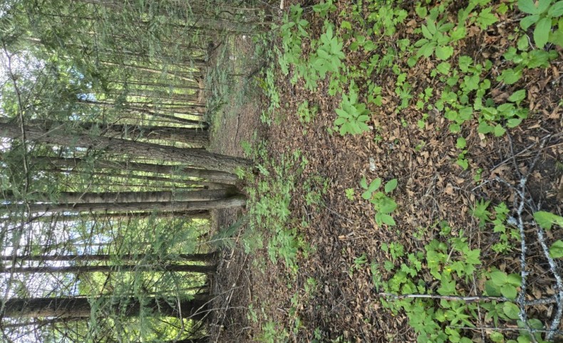 Harvey Creek and Sullivan Lake