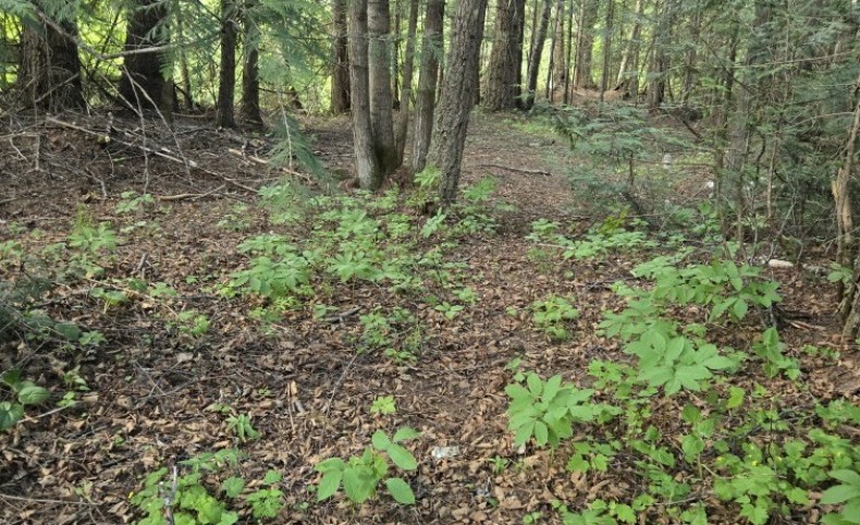 Harvey Creek and Sullivan Lake