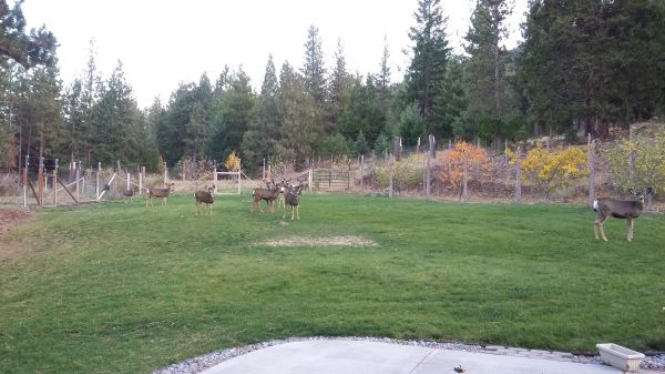 oregon_mule_deer