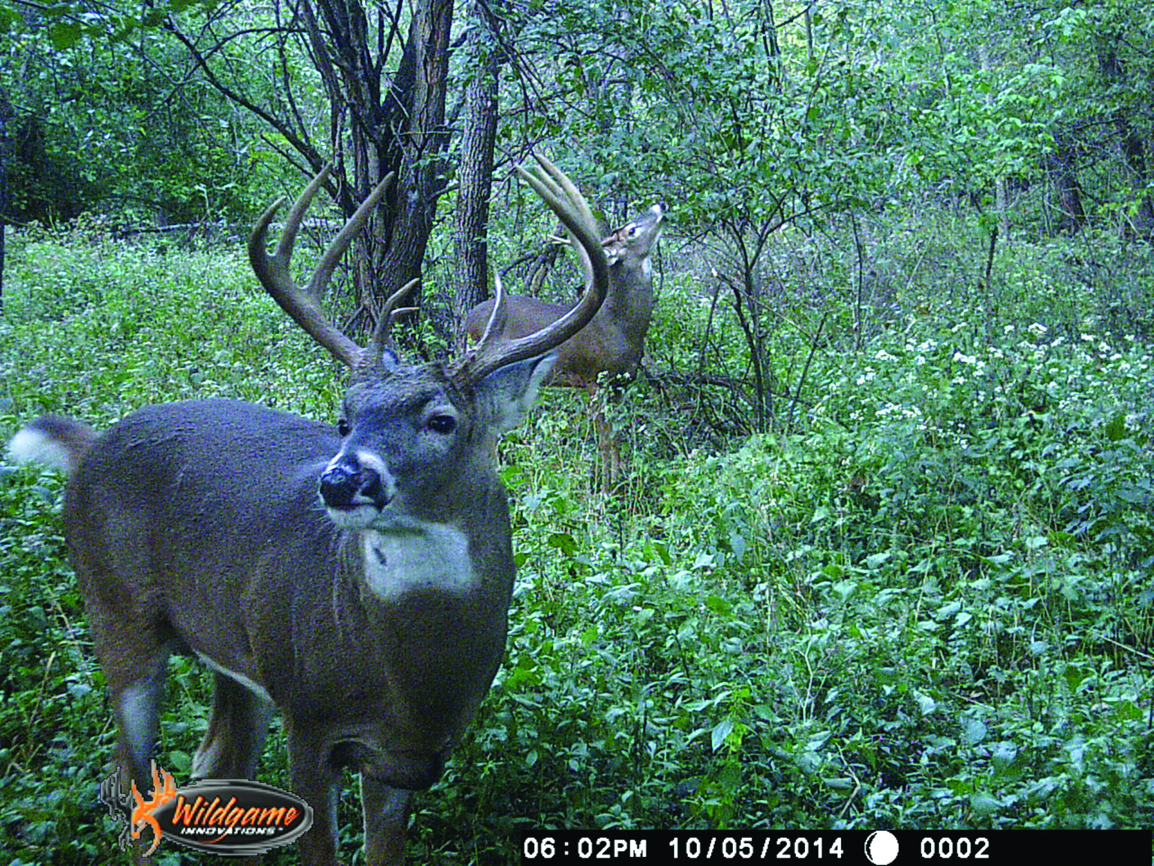 michigan_game_trail_cam