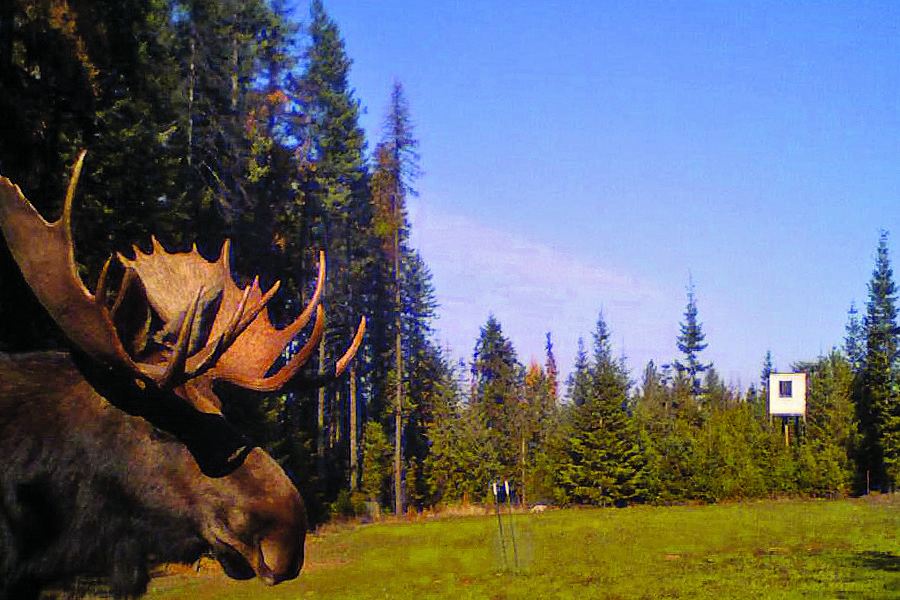 washington_moose_trailcam